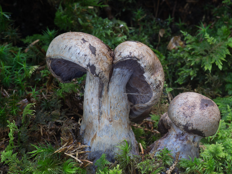 Cortinarius cyanites